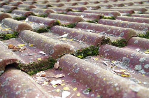 Entreprise Alphamultiservices: Démoussage nettoyage de toiture à Salles Gironde