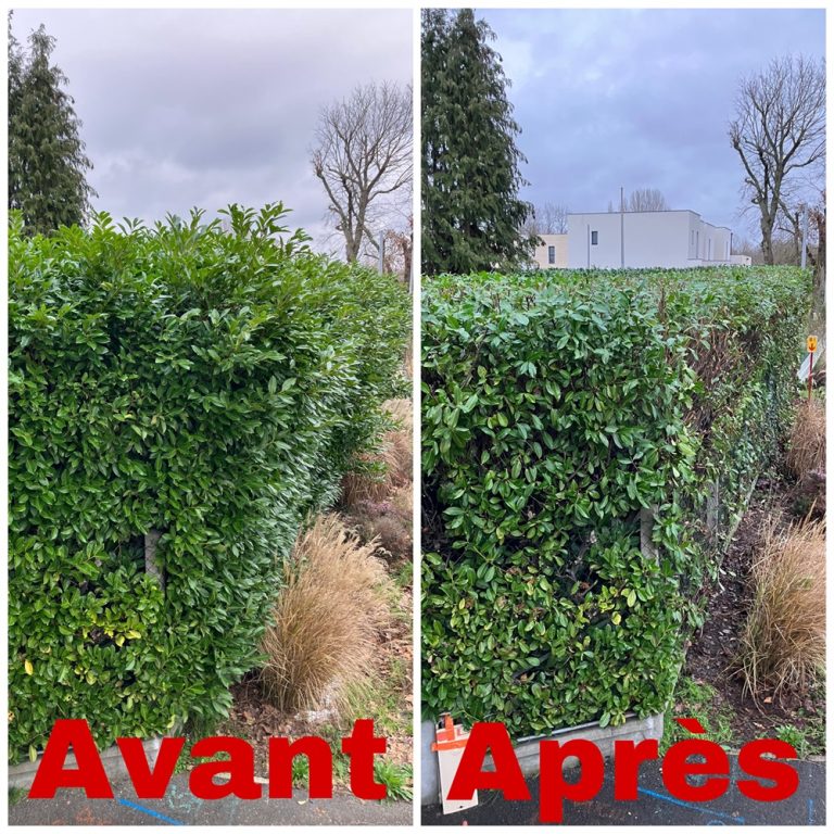Prix Metre Lineaire Taille Haie