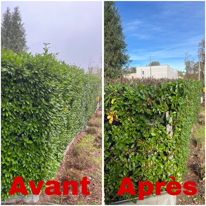 Alphamultiservices-rabattage-haie-
Pessac-3600